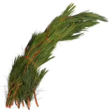 Pine 'Red Pine' Large