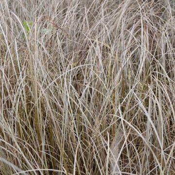 Grass, Carex 'Red Rooster'