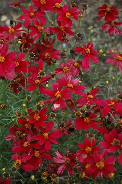 Coreopsis, Threadleaf Tickseed 'Red Satin'