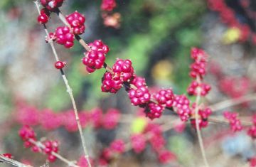 Symphoricarpos, Red Snowberry