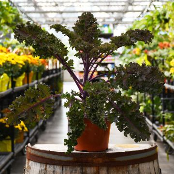 Brassica, Ornamental Kale 'Redbor'