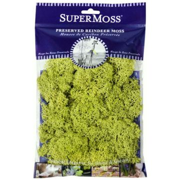 Reindeer Moss, Apple, 2 oz.