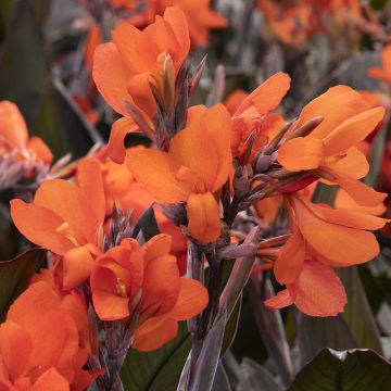 Canna Lily, Cannova® 'Bronze Orange'