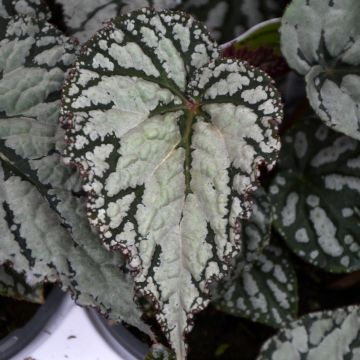 Begonia Rex, Silver™ Lace