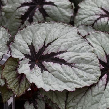 Begonia Rex, T-Rex® First Blush