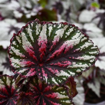 Begonia Rex, T-Rex® Painter's Palette