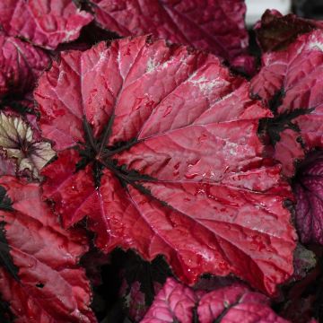 Begonia Rex, T-Rex® Ruby Slippers