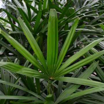 Rhapis Excelsa, Lady Palm