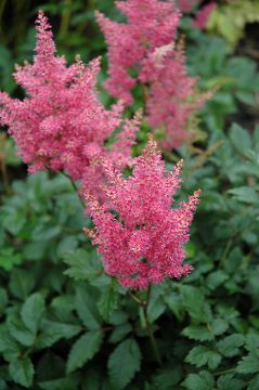 Astilbe, Japanese Astilbe 'Rheinland'