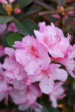 Rhododendron, Small Leaf 'Aglo'