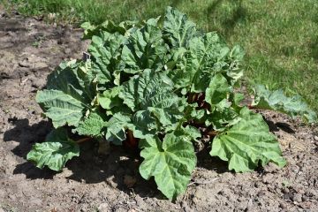 Rheum, Rhubarb 'Chipman's Canada Red'