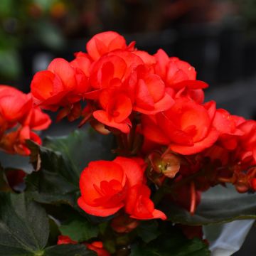 Begonia Rieger 'Elatior Begonia' Assorted Colors
