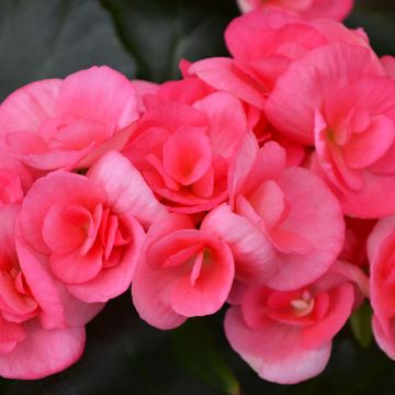 Begonia Rieger 'Pink'
