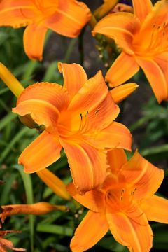 Hemerocallis, Orange Daylily 'Rocket City'