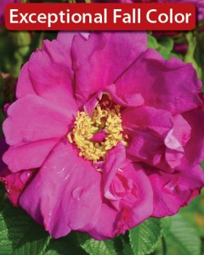 Rosa, Shrub Rose 'Purple Pavement'