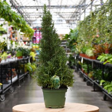 Holiday Tree 'Rosemary'