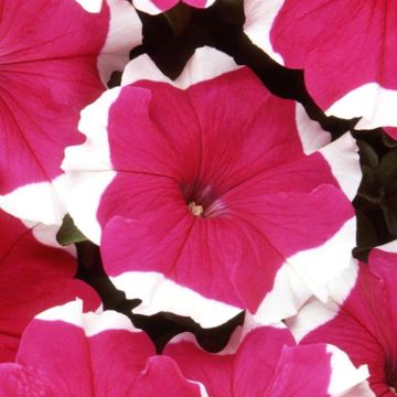 Petunia, Dreams™ 'Rose Picotee'