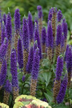 Veronica, Spiked Speedwell 'Royal Candles'