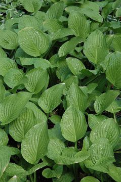 Hosta, White-Blue Leaf 'Royal Standard'