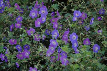 Geranium, Cranesbill 'Rozanne'