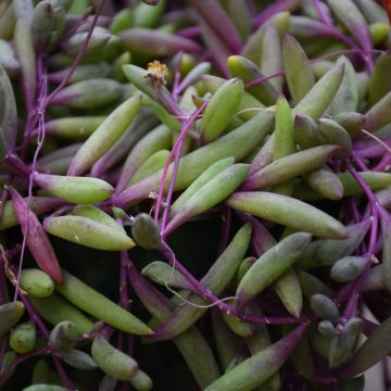 Othonna Capensis 'Ruby Necklace'