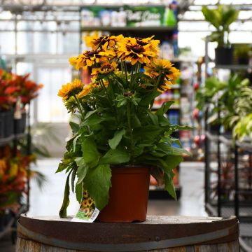 Rudbeckia, Black Eyed Susan 'Denver Daisy'
