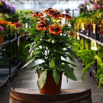7.5"" Pot