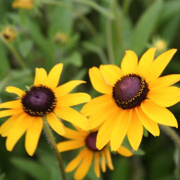 Rudbeckia, Black-Eyed Susan, 6 Pack