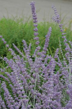 Perovskia, Russian Sage