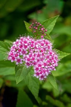 Spiraea, Bumalda Spirea 'Anthony Waterer'
