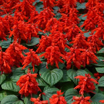 Salvia, Mojave™ 'Red'