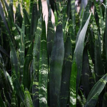 6"" Pot