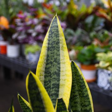 Sansevieria Trifasciata, Snake Plant 'Futura Superba'