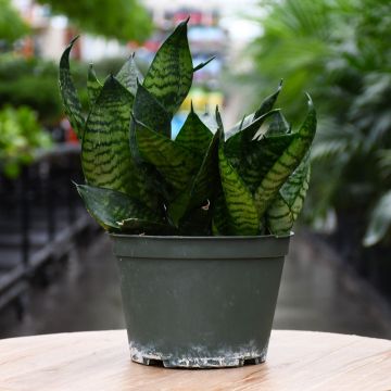 Sansevieria Trifasciata, Snake Plant 'Hahnii'