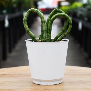 Sansevieria Cylindrica, Snake Plant 'Heart'