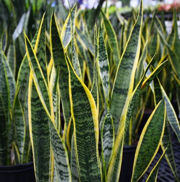 Sansevieria Trifasciata, Snake Plant 'Laurentii'
