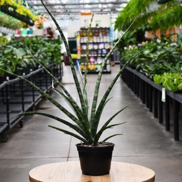 Sansevieria, Snake Plant 'Mikado'