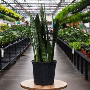 Sansevieria Trifasciata, Snake Plant 'Peppermint'