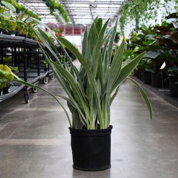 Sansevieria, Sayuri