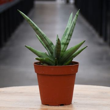 Sansevieria, Snake Plant 'Silver Crown'