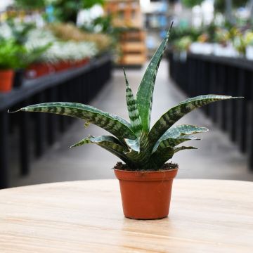 Sansevieria Trifasciata, Snake Plant 'Tiger'