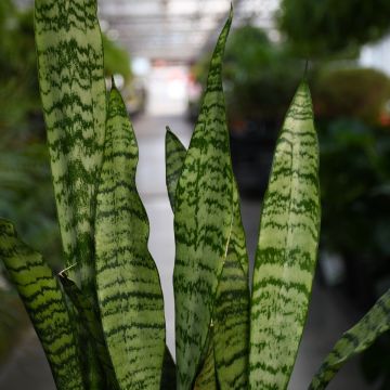 Sansevieria Zeylanica, Snake Plant 'Black Coral'