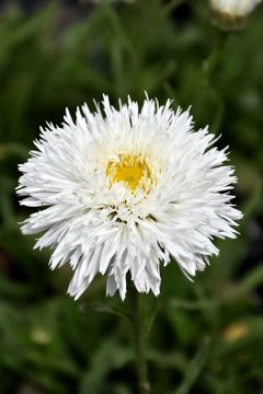 Leucanthemum, Shasta Daisy 'Sante'