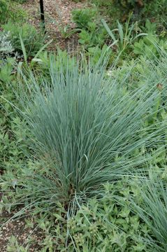 Helictotrichon, Blue Oat Grass 'Sapphire'