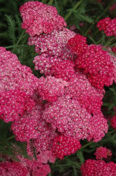 Achillea, Common Yarrow 'Saucy Seduction'