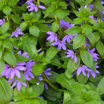 Scaevola (Fan Flower), Touch® 'Indigo℗'