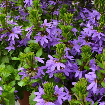 Scaevola (Fan Flower), Touch® 'Indigo'