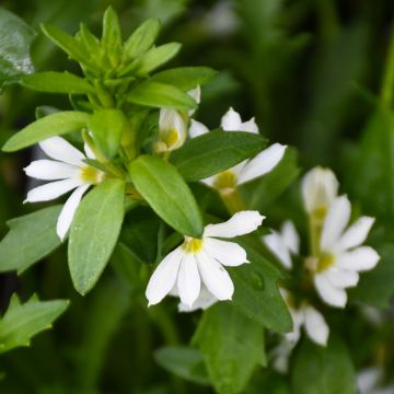 Scaevola (Fan Flower), Touch® 'White℗'