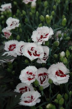 Dianthus, Scent First® 'Coconut Surprise'