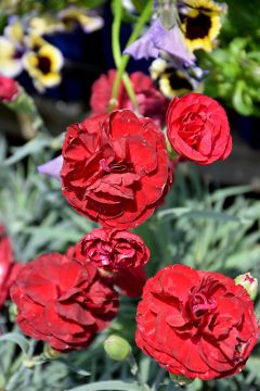Dianthus, Scent First® 'Passion'